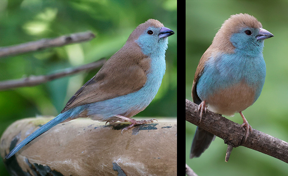 Blue Waxbill